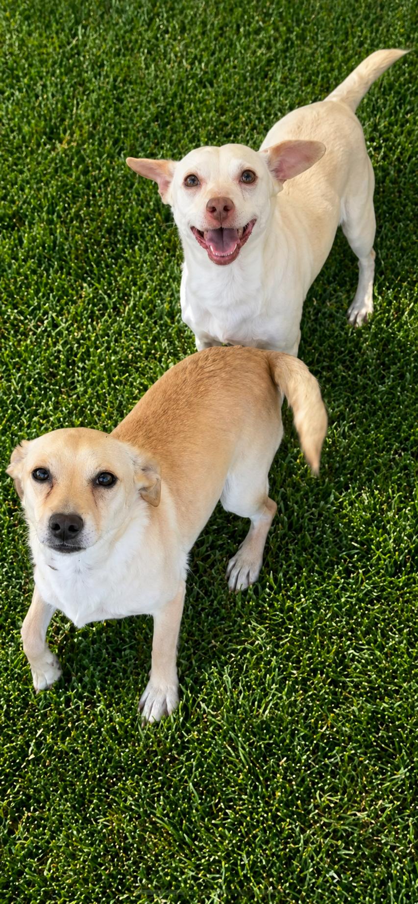 Enlarge Celestia , a ADOPTABLE mixed breed in Hamden, CT image 3/6