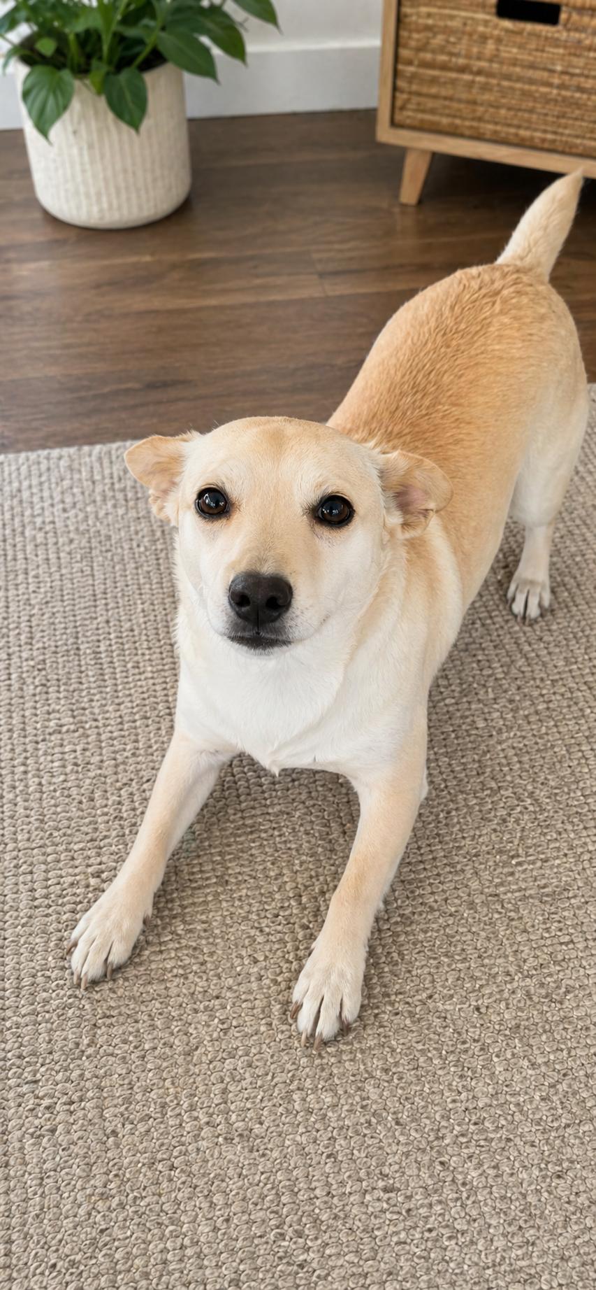 Celestia , ADOPTABLE, Young Female Jack Russell Terrier & Chihuahua.