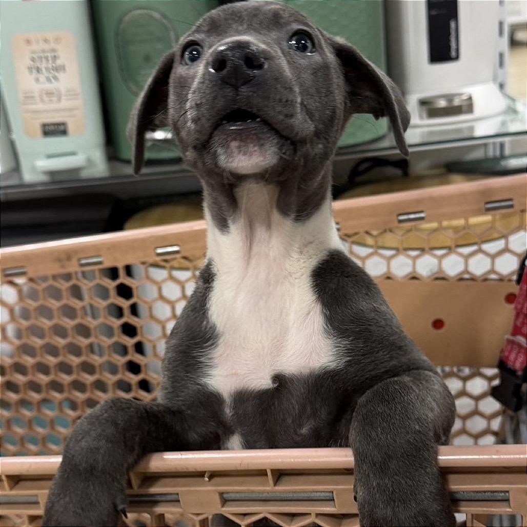 Mocha, Adoptable, Puppy Female Shepherd.