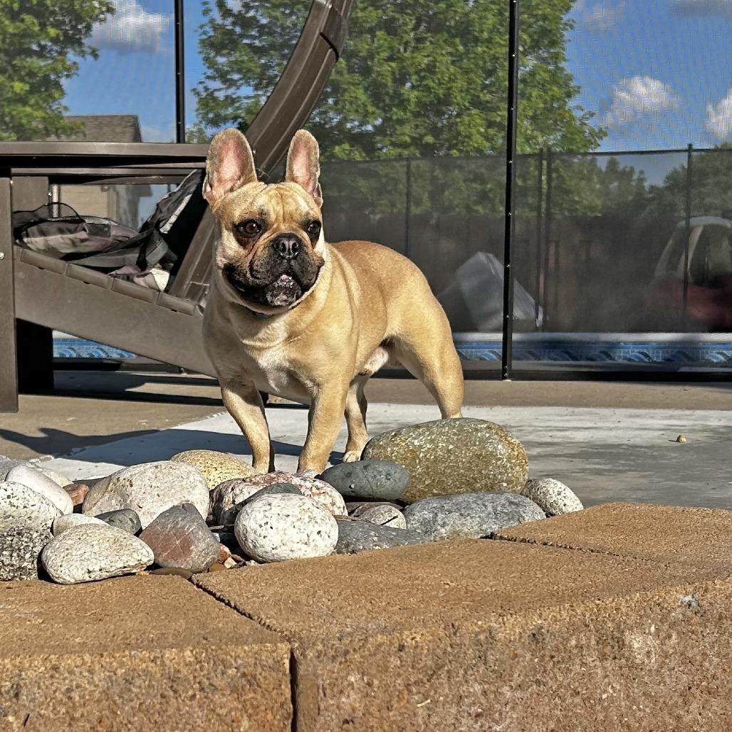 Enlarge Wally, a Adoptable French Bulldog in Wichita, KS image 2/5
