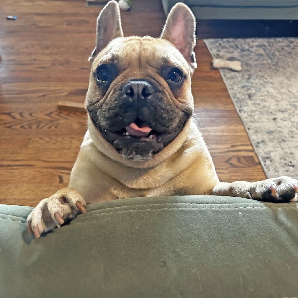 Enlarge Wally, a Adoptable French Bulldog in Wichita, KS image 3/5