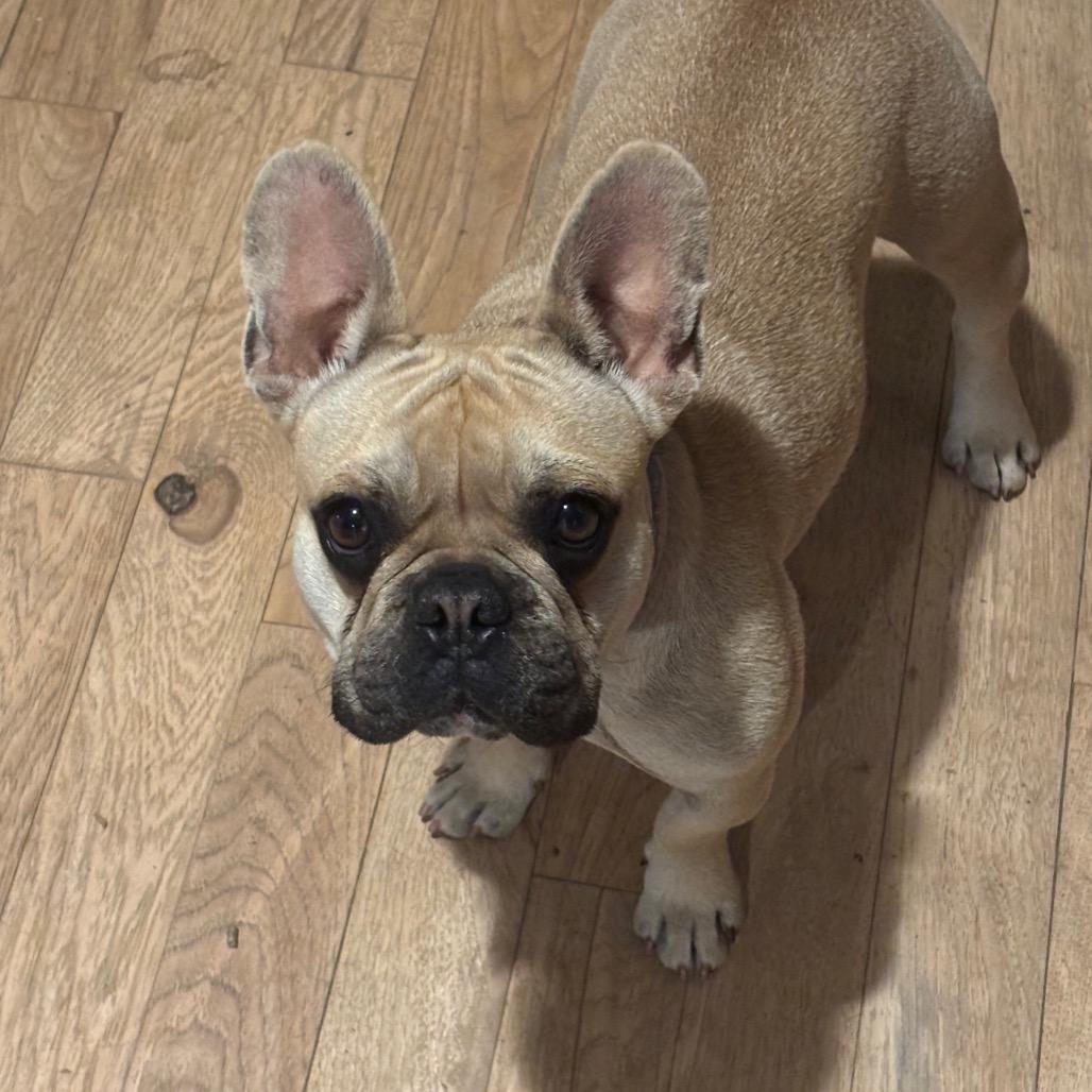 Enlarge Wally, a Adoptable French Bulldog in Wichita, KS image 4/5