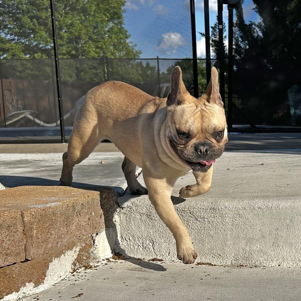 Enlarge Wally, a Adoptable French Bulldog in Wichita, KS image 5/5