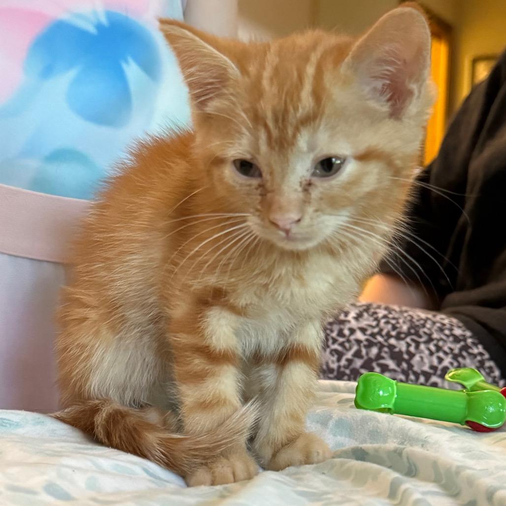 Enlarge Cheesy, a Adoptable Domestic Short Hair in Kansas City, MO image 1/1