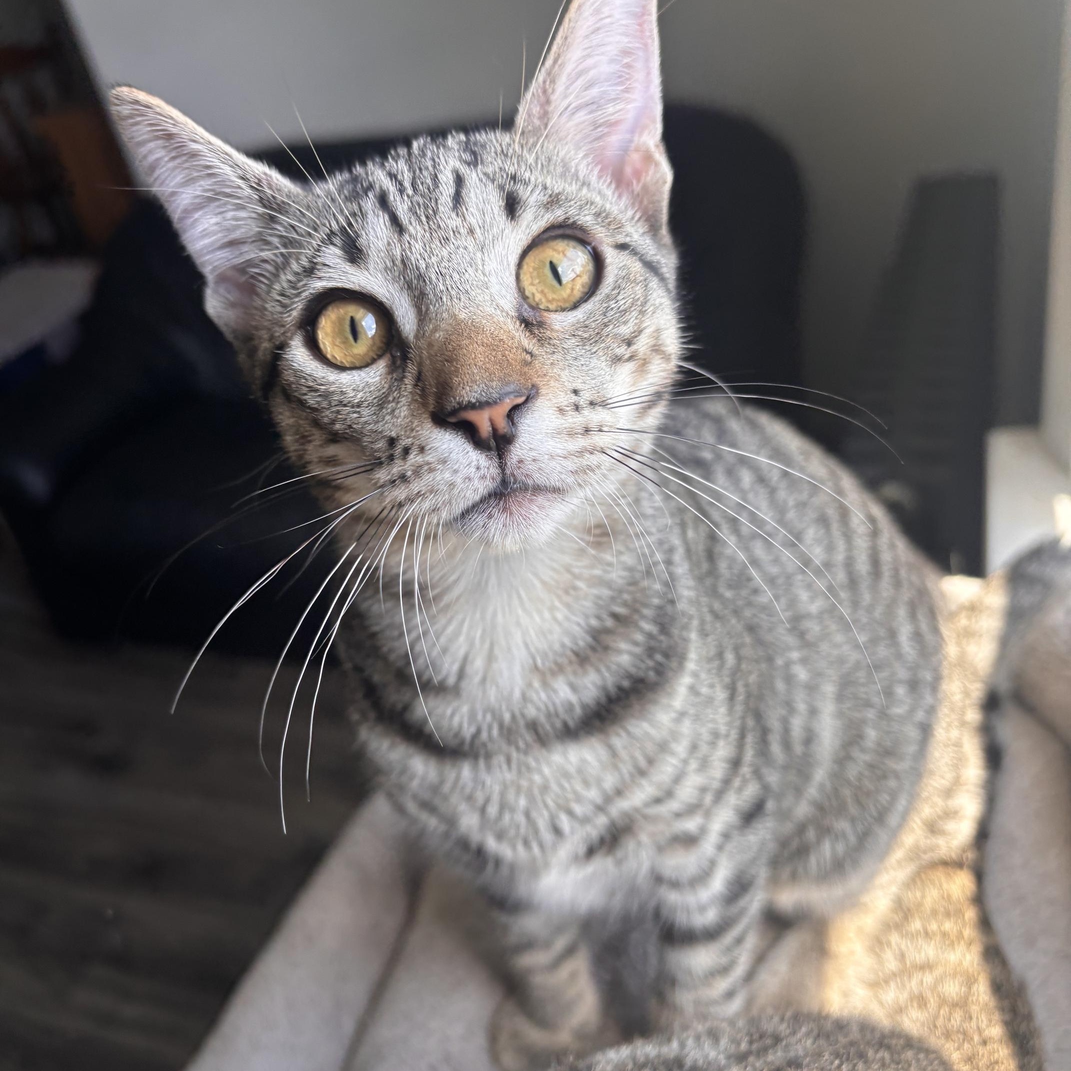 Arnold, Adopted, Kitten Male Domestic Short Hair.