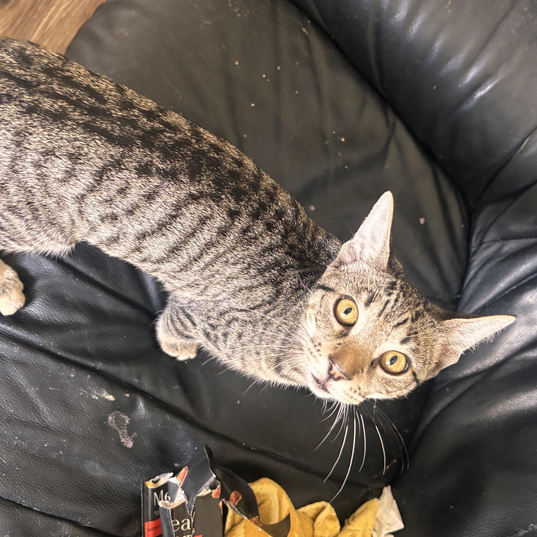 Enlarge Arnold, a Adopted Domestic Short Hair in Colonia, NJ image 2/3