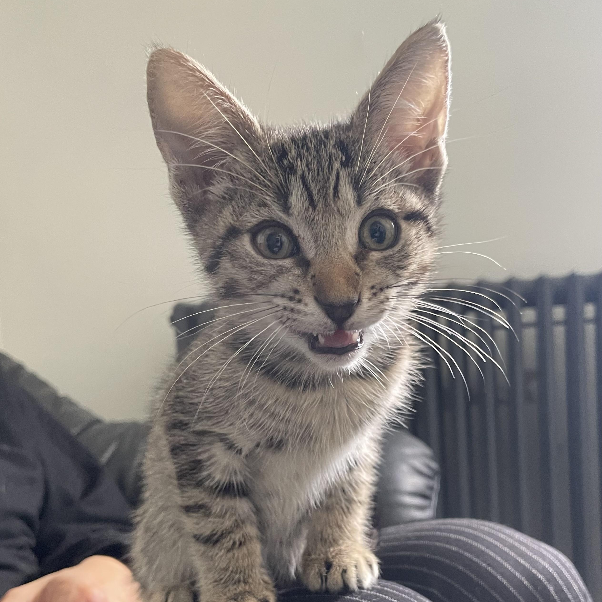 Enlarge Arnold, a Adopted Domestic Short Hair in Colonia, NJ image 3/3