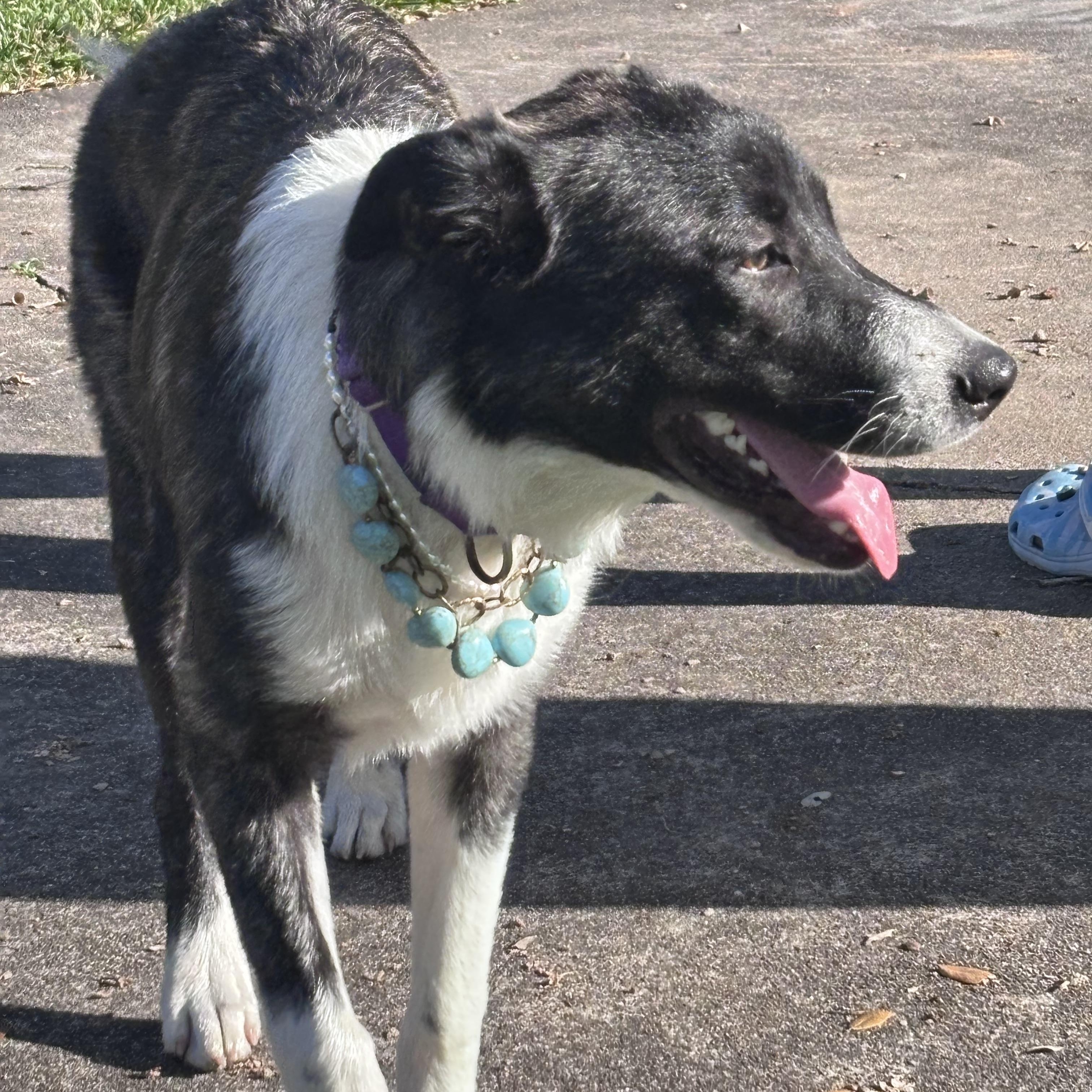 NALA aka SWEETIE (Sweet, Loving, Kind, Dogs, Kids, People-Fostering in Cornville, ME)
