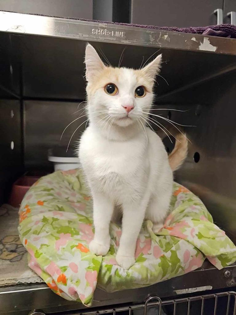 Enlarge Penelope, a Adopted mixed breed in Sprakers, NY image 1/1