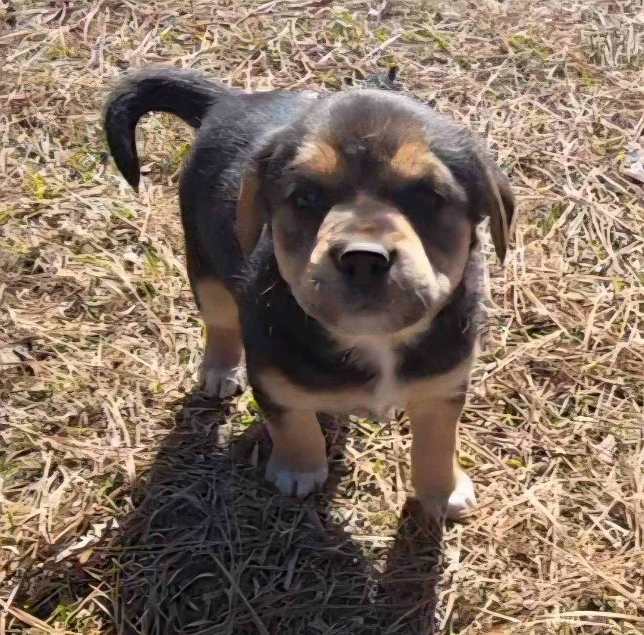 Enlarge Lollipop , an adopted mixed breed in Hagerstown, MD image 2/4