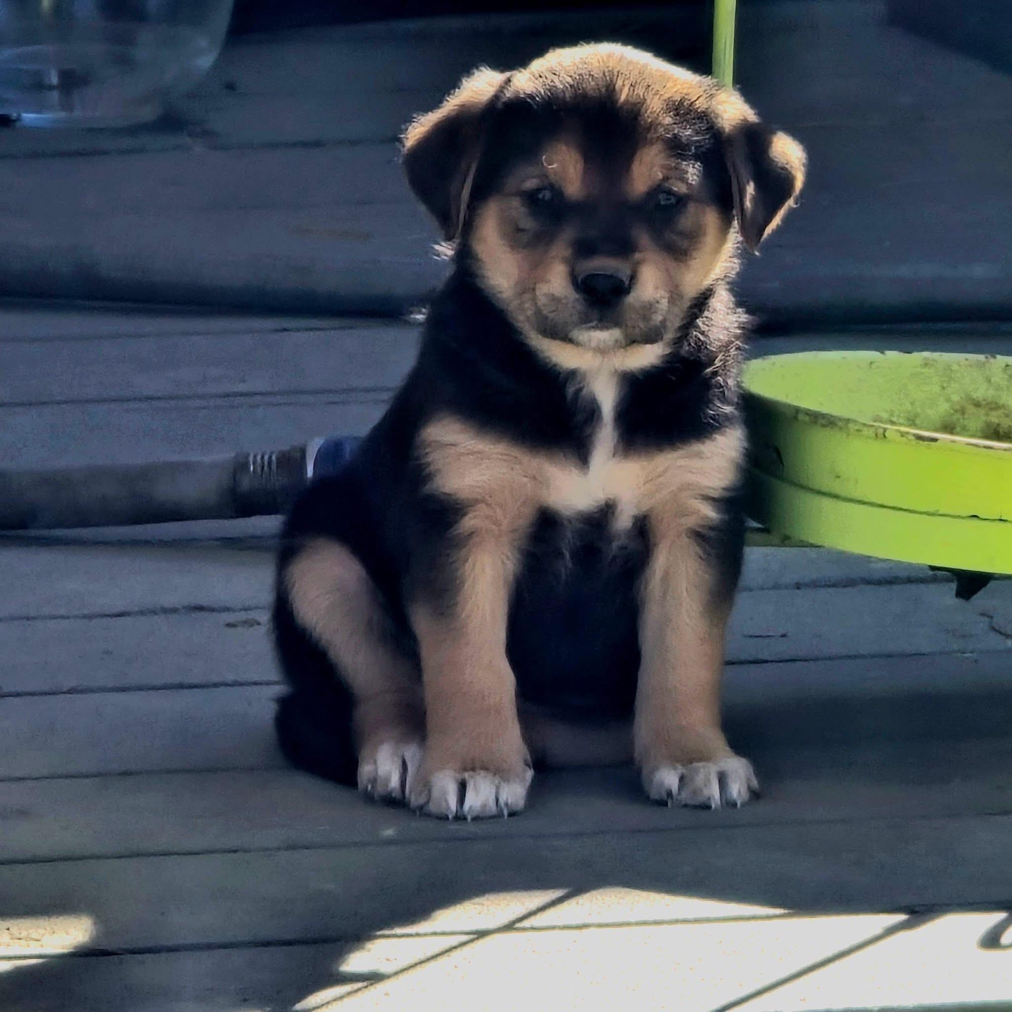 Lollipop , adopted, Puppy Female Labrador Retriever.