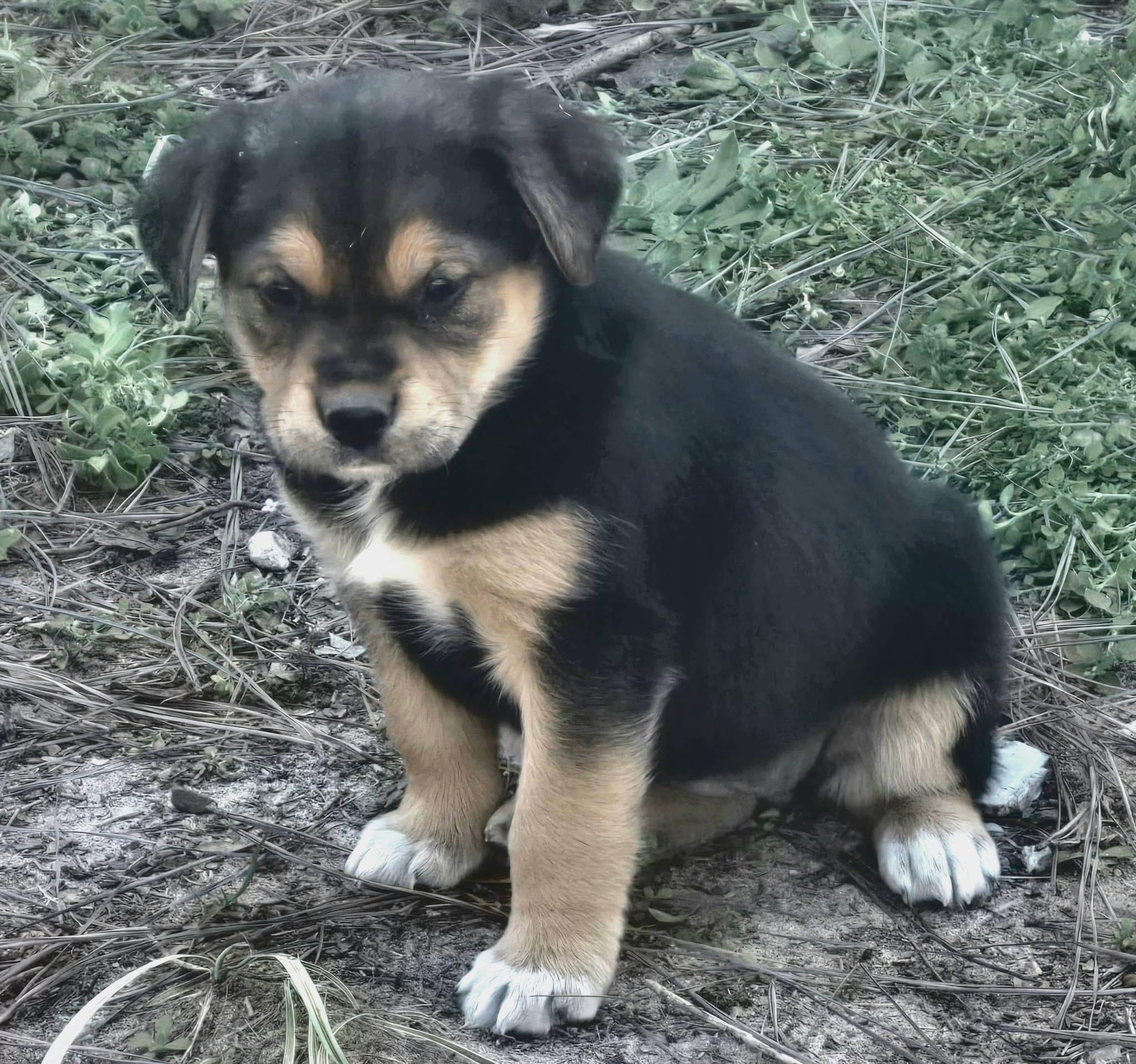 Enlarge Lollipop , an adopted mixed breed in Hagerstown, MD image 4/4