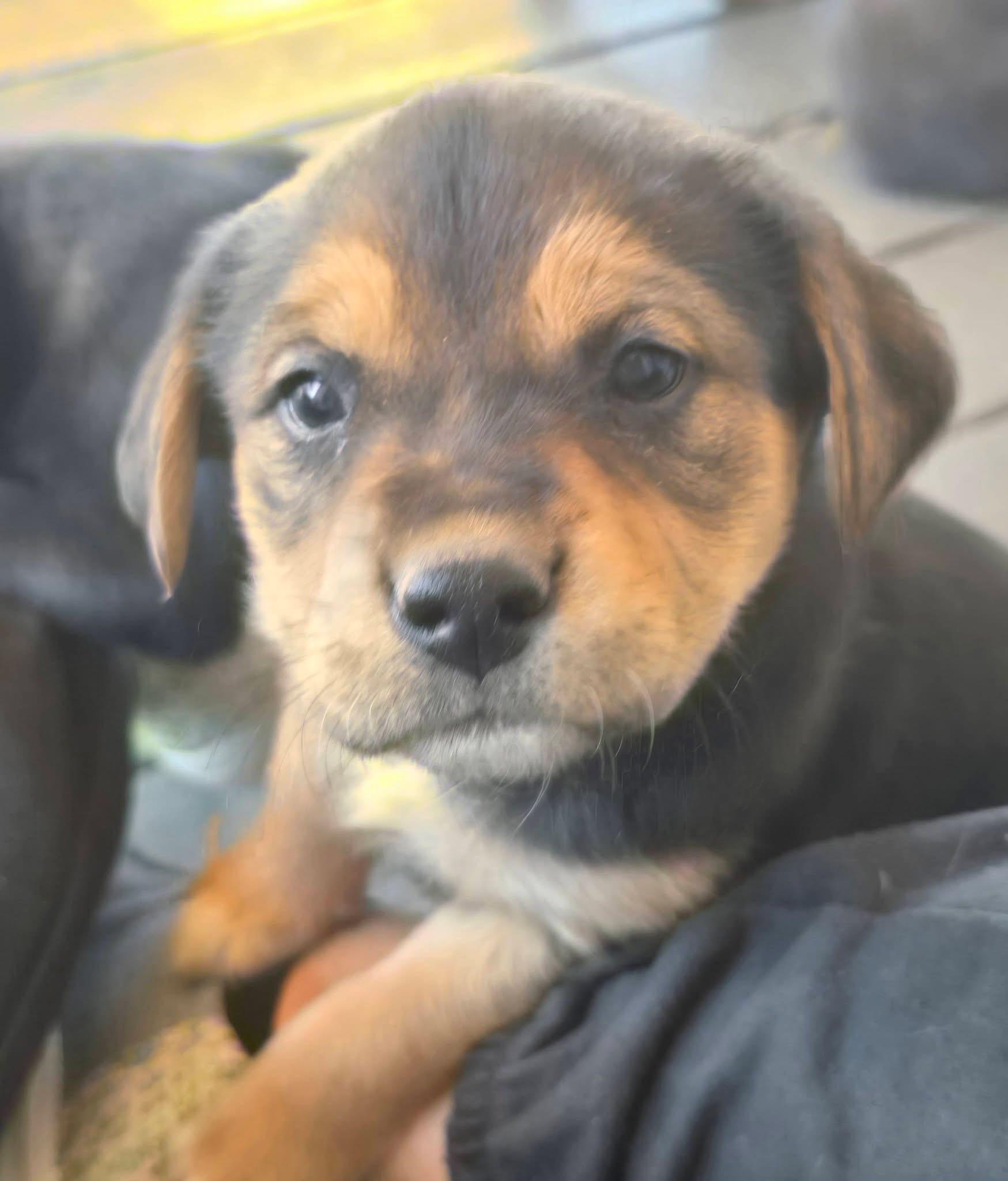 Enlarge Lollipop , an adopted mixed breed in Hagerstown, MD image 3/4