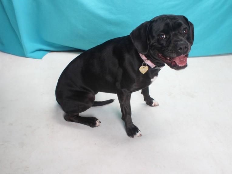 FIA, Adoptable, Adult Female Pit Bull Terrier & Mixed Breed.