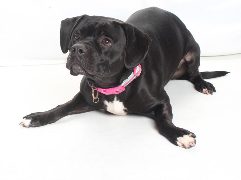 FIA, Adoptable, Adult Female Pit Bull Terrier & Mixed Breed.
