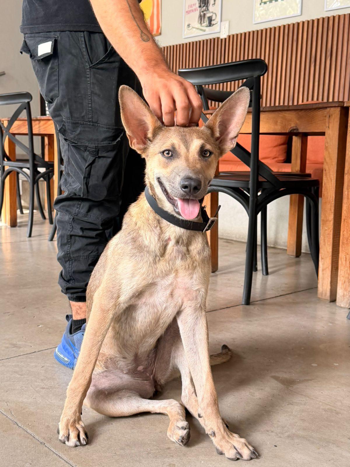 Enlarge Perla, a Adoptable mixed breed in San Jose, CA image 3/4