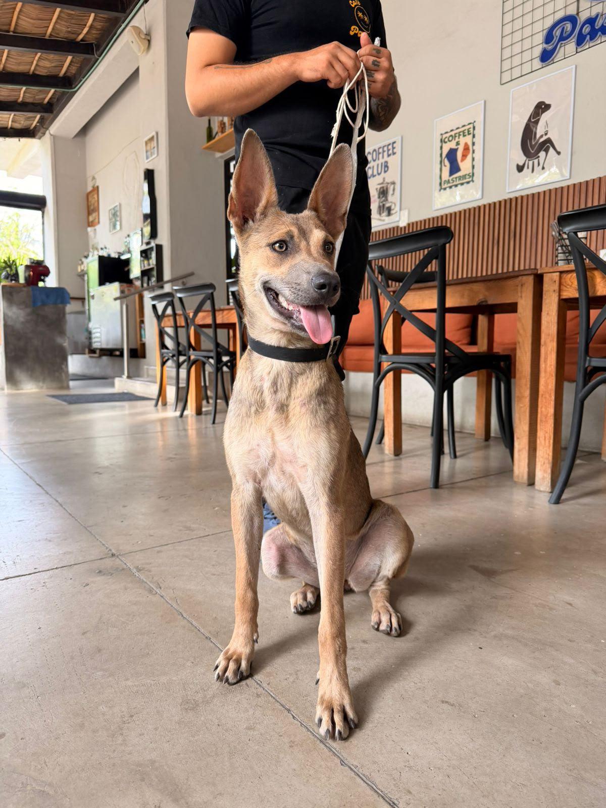 Perla, Adoptable, Young Female Shepherd & Belgian Shepherd / Malinois.