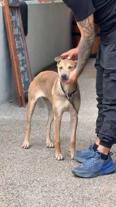 Enlarge Perla, a Adoptable mixed breed in San Jose, CA video 4/4
