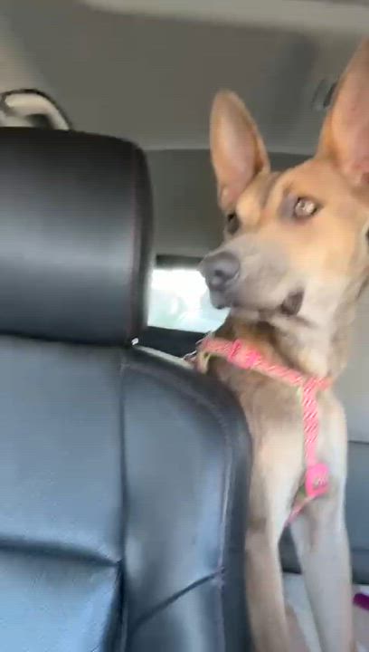 Enlarge Perla, a Adoptable mixed breed in San Jose, CA video 2/4
