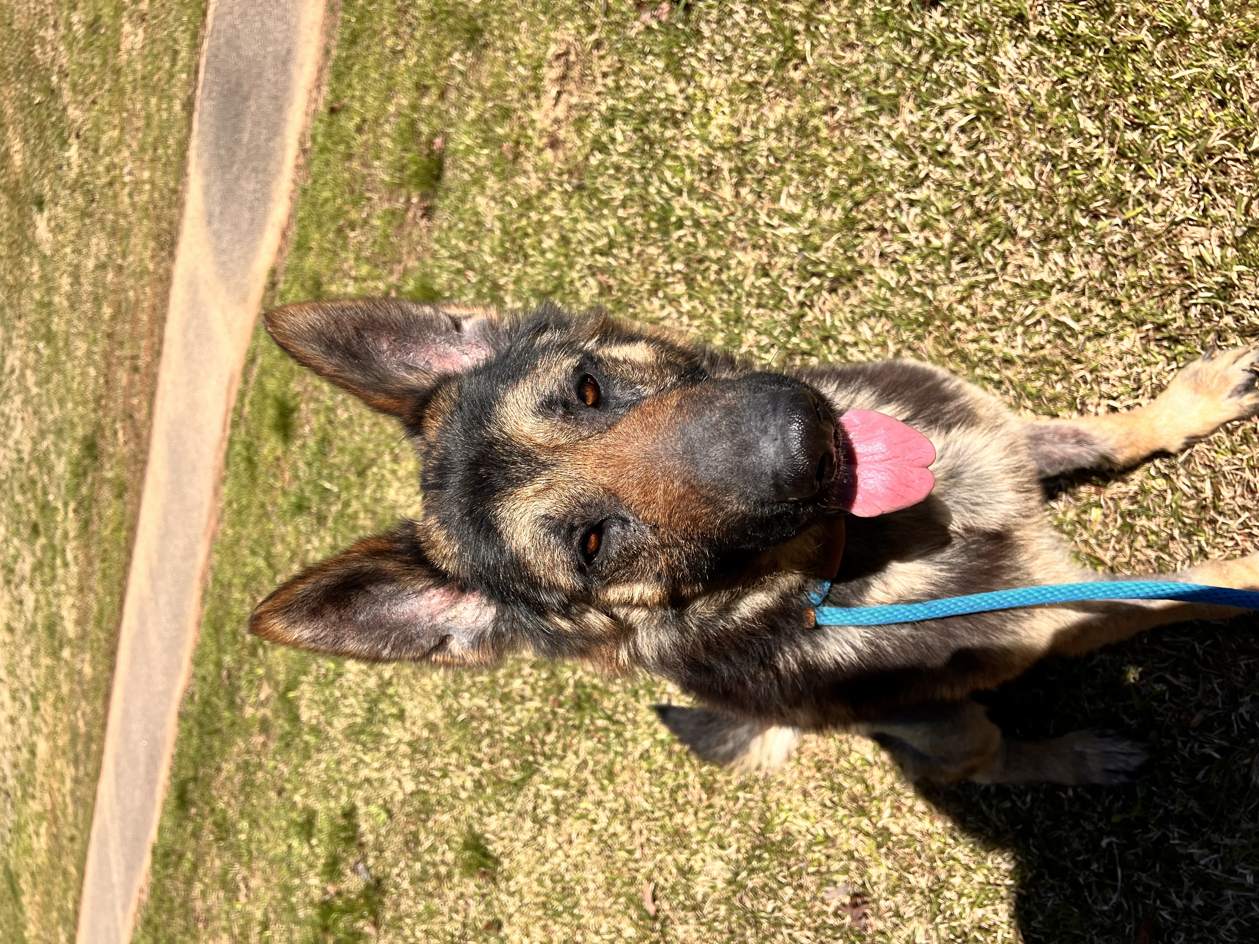 Yoda, a Adoptable German Shepherd Dog in Dawsonville, GA image 1/3