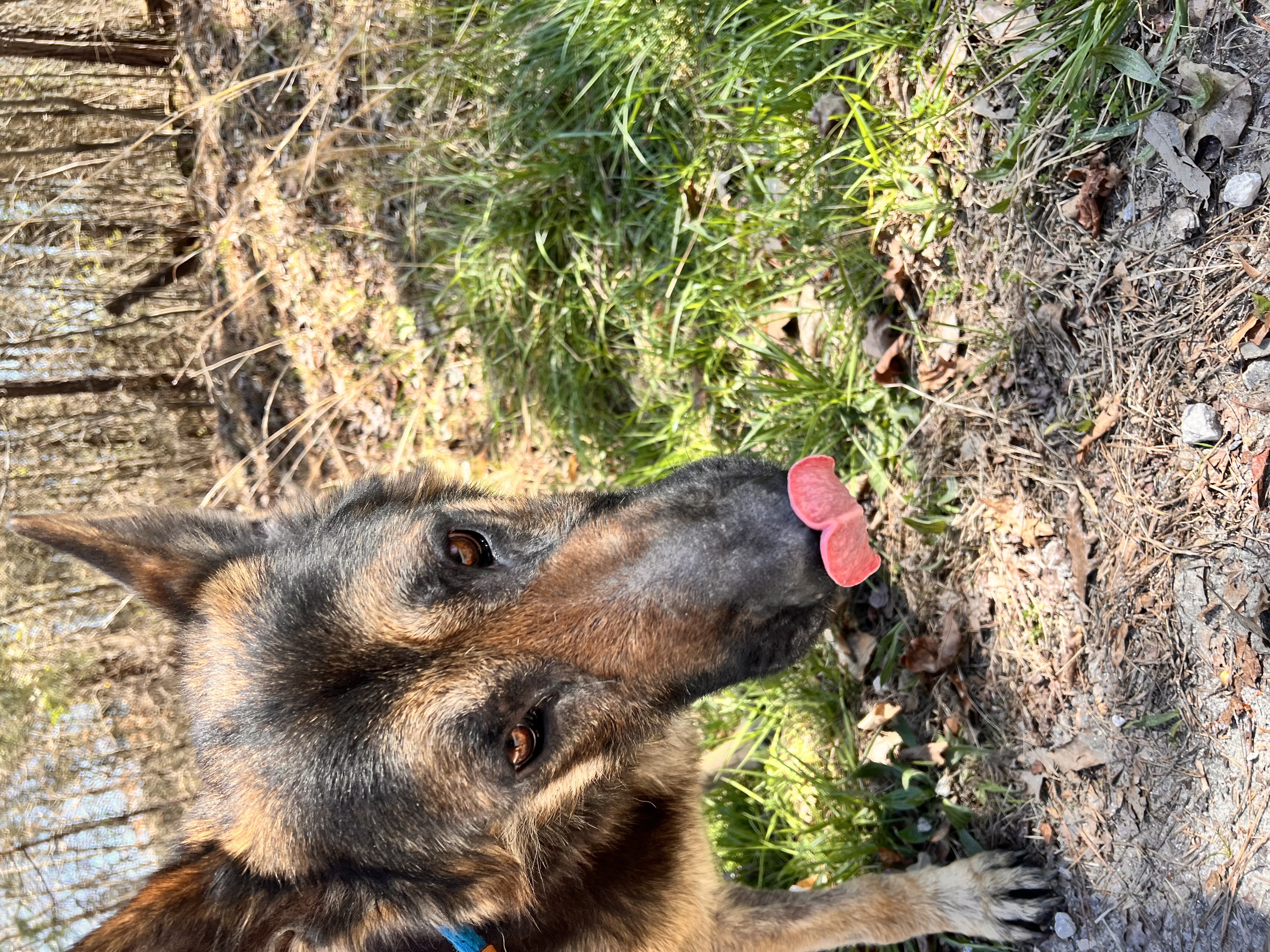 Yoda, a Adoptable German Shepherd Dog in Dawsonville, GA image 2/3