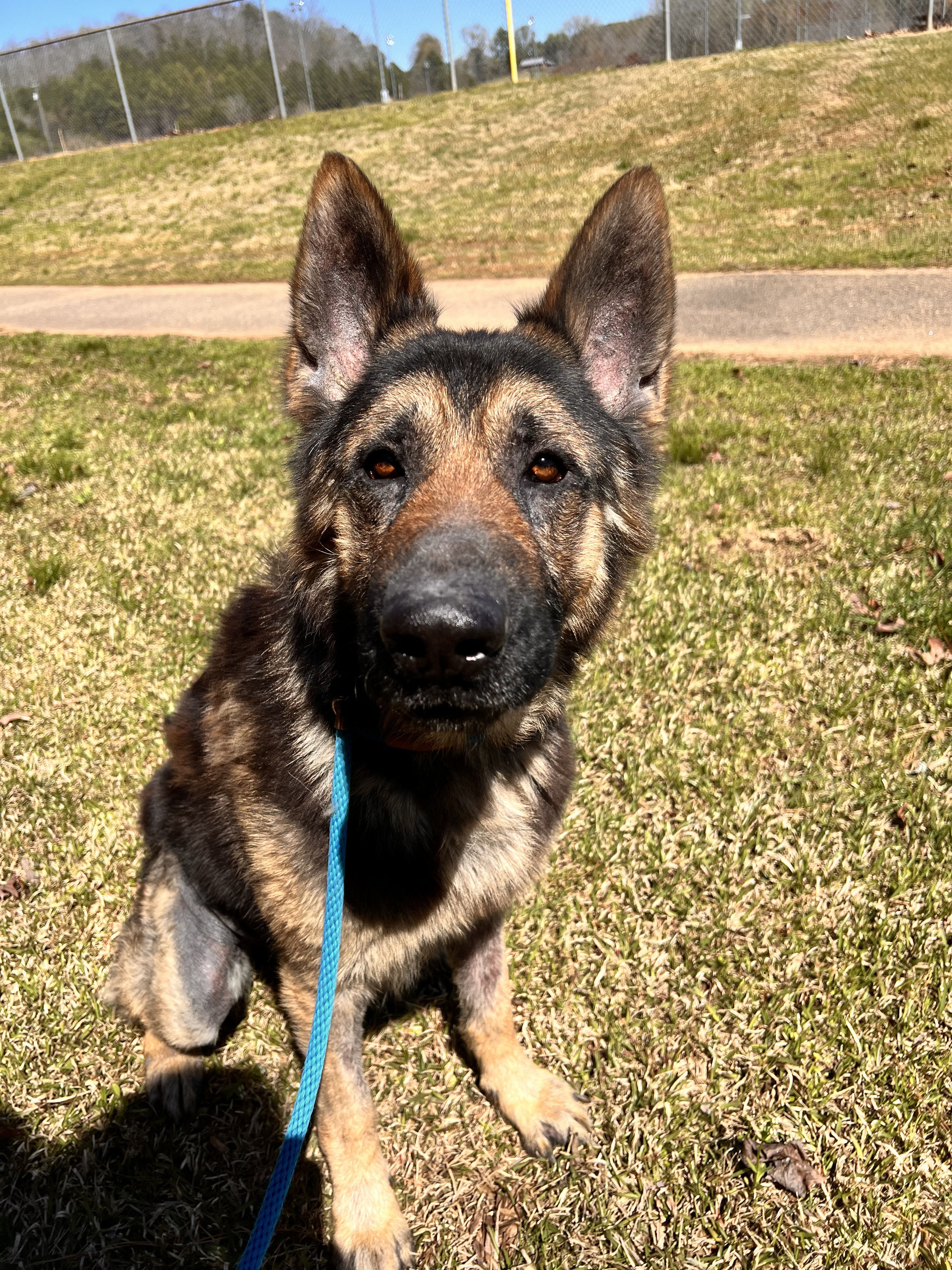 Yoda, a Adoptable German Shepherd Dog in Dawsonville, GA image 3/3