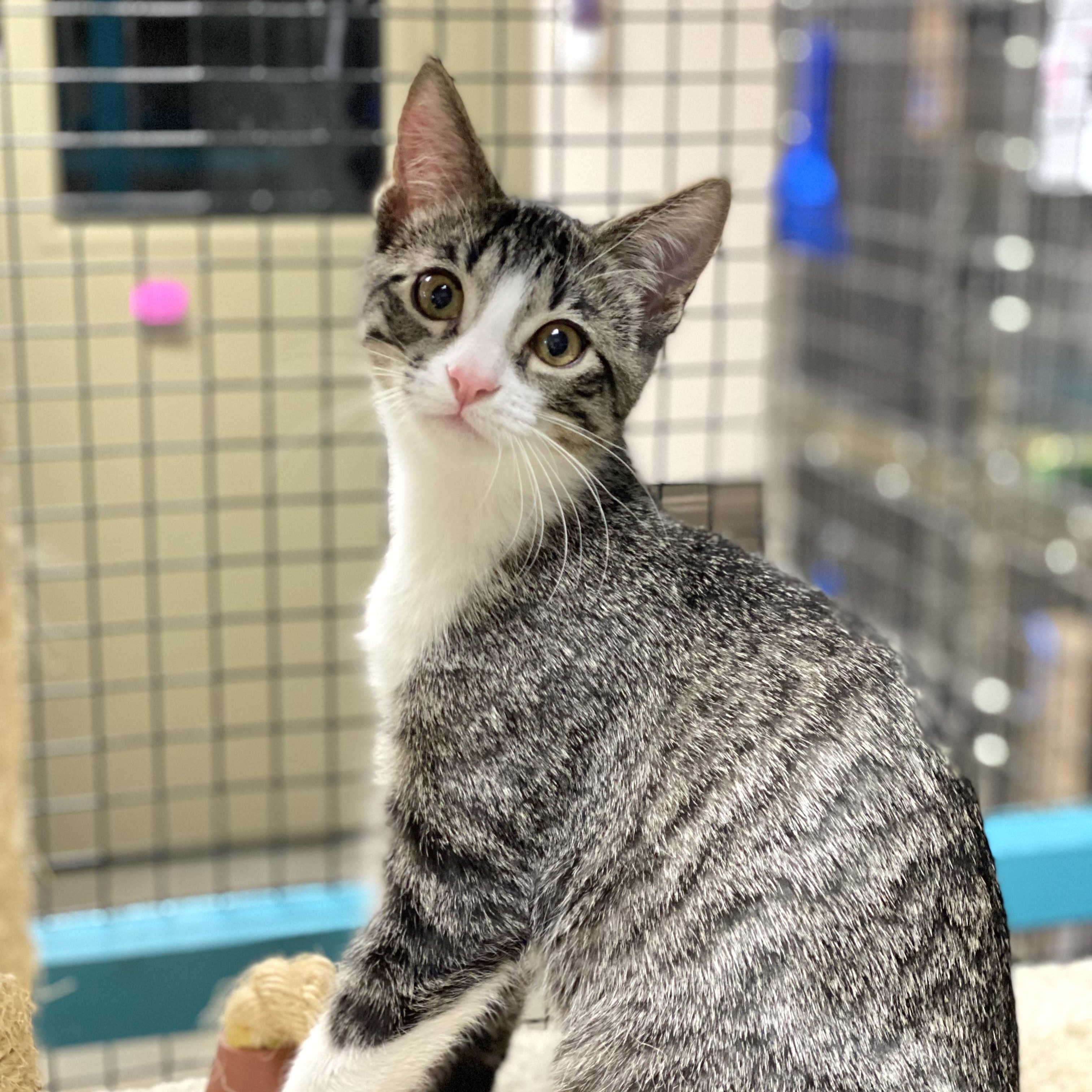 Enlarge Rick, a Adoptable Domestic Short Hair in Collierville, TN image 2/5