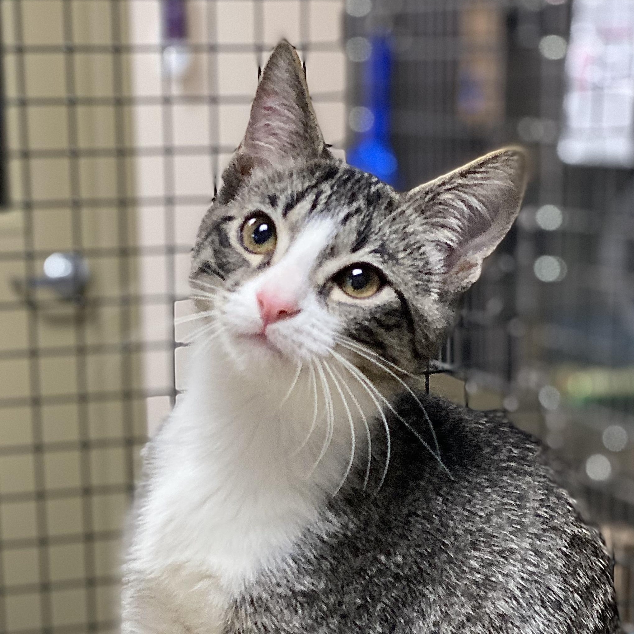Rick, Adoptable, Kitten Male Domestic Short Hair.