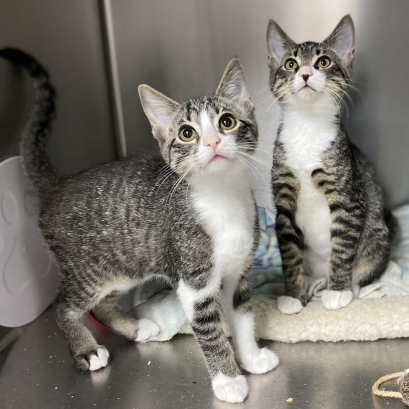 Enlarge Rick, a Adoptable Domestic Short Hair in Collierville, TN image 5/5