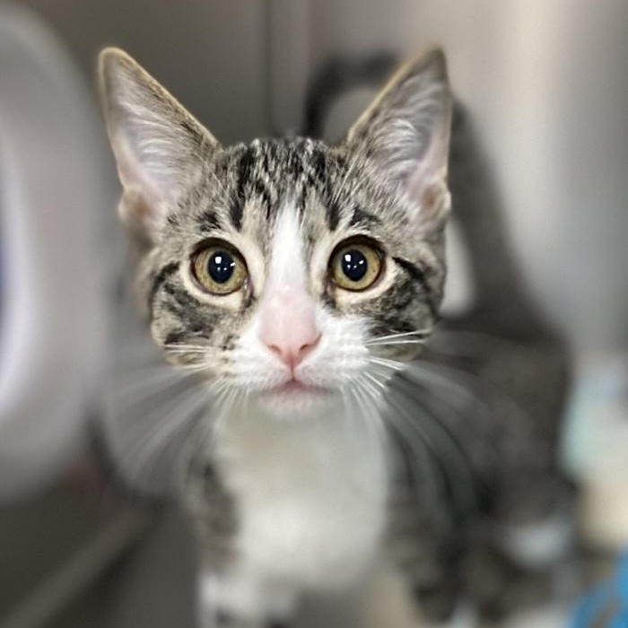 Enlarge Rick, a Adoptable Domestic Short Hair in Collierville, TN image 3/5