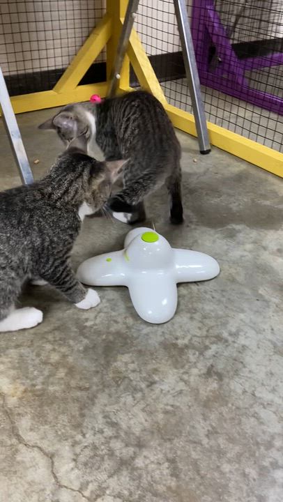 Enlarge Rick, a Adoptable Domestic Short Hair in Collierville, TN video 4/5