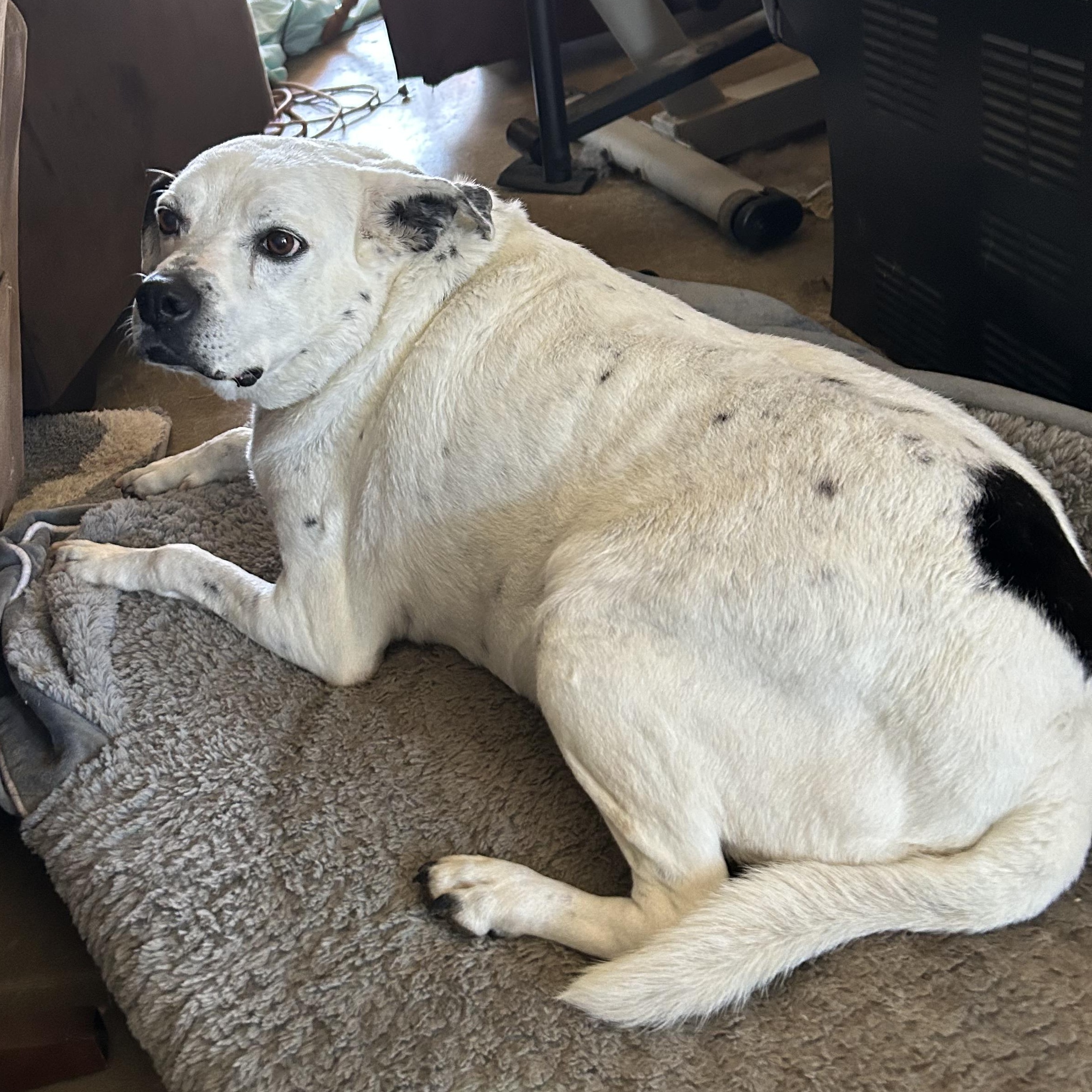 Warrior, a ADOPTABLE Mixed Breed in Llano, TX image 4/5