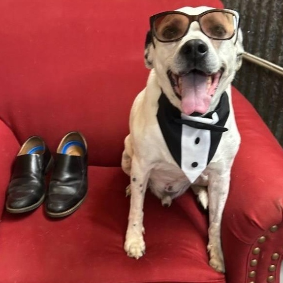 Warrior, a ADOPTABLE Mixed Breed in Llano, TX image 2/5