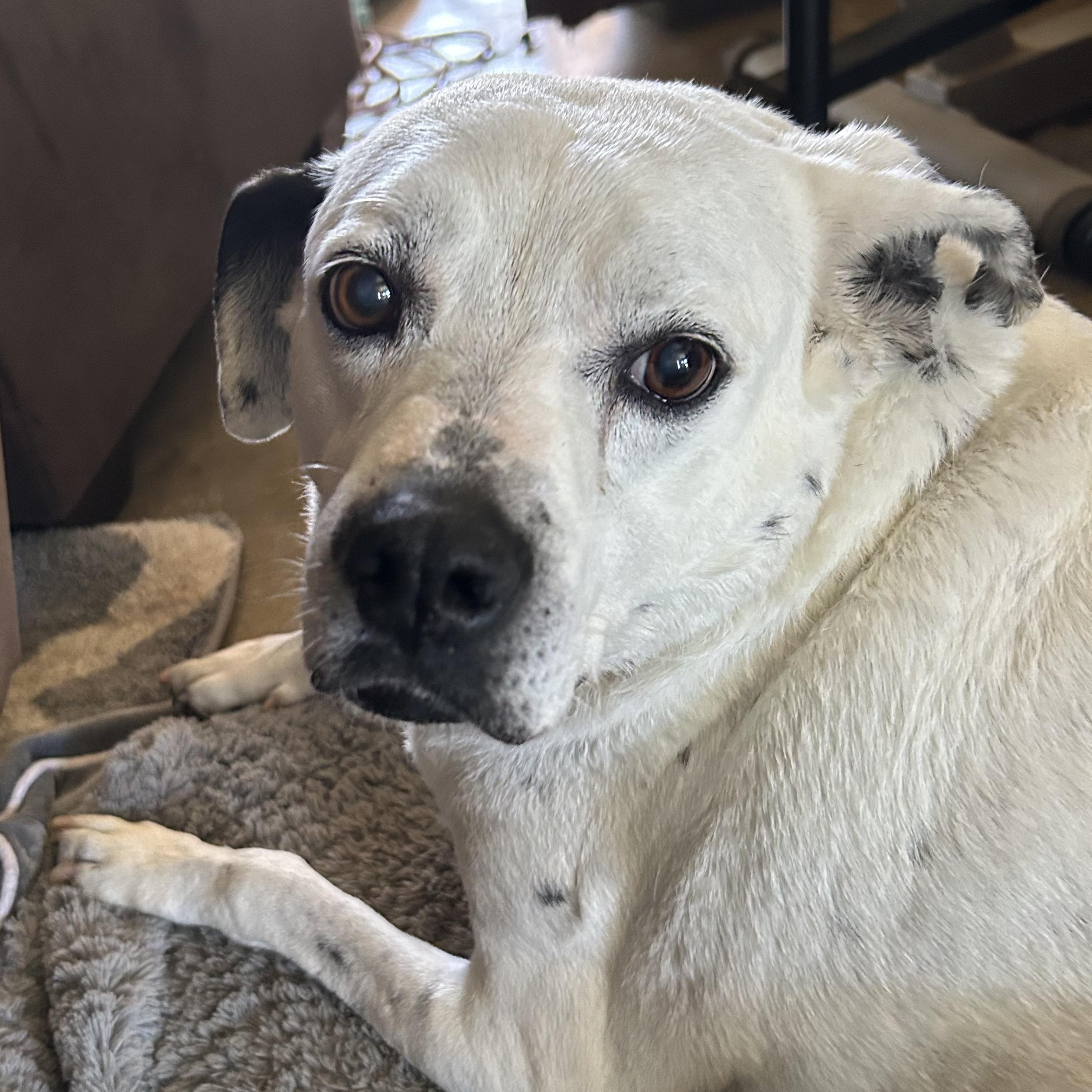 Warrior, ADOPTABLE, Senior Male Mixed Breed.