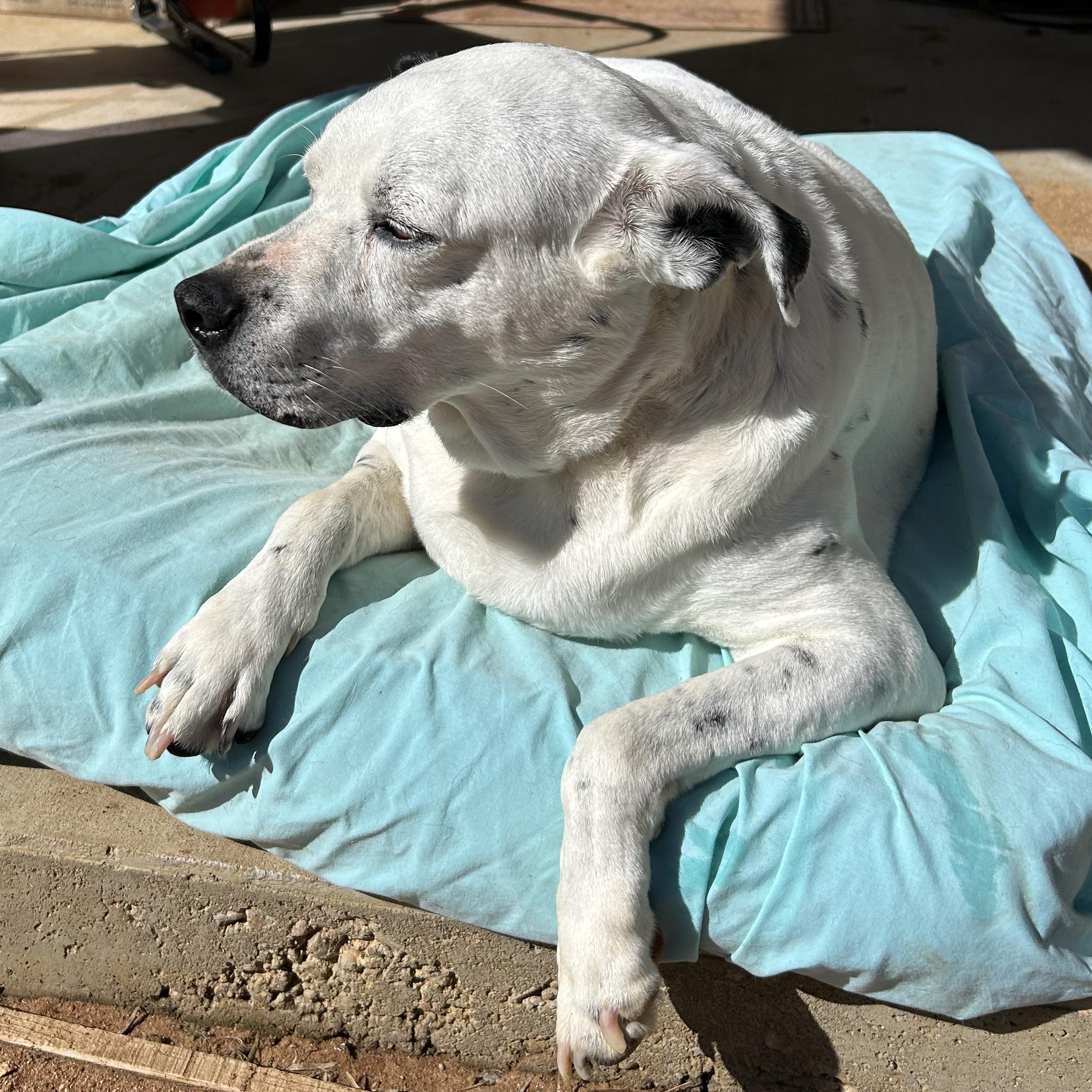 Warrior, a ADOPTABLE Mixed Breed in Llano, TX image 5/5