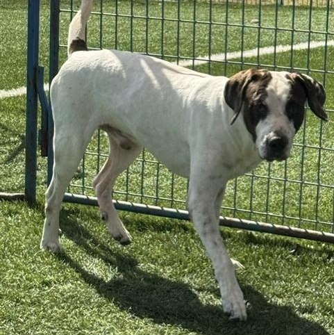 Enlarge Moose, a ADOPTABLE mixed breed in Williston, VT image 2/6