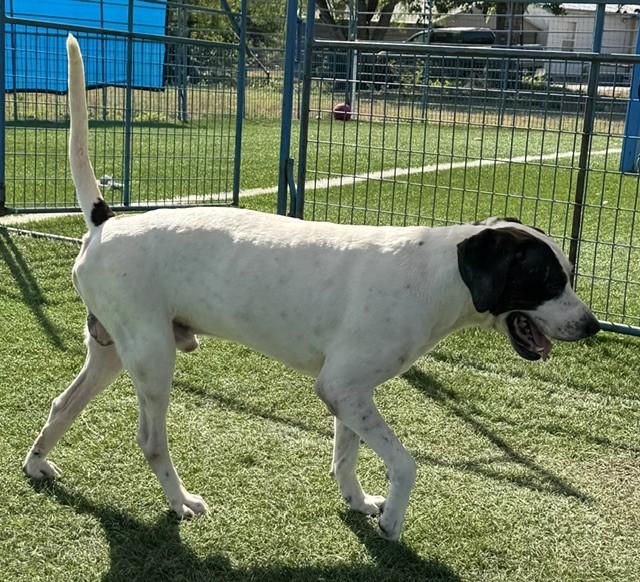 Enlarge Moose, a ADOPTABLE mixed breed in Williston, VT image 3/6