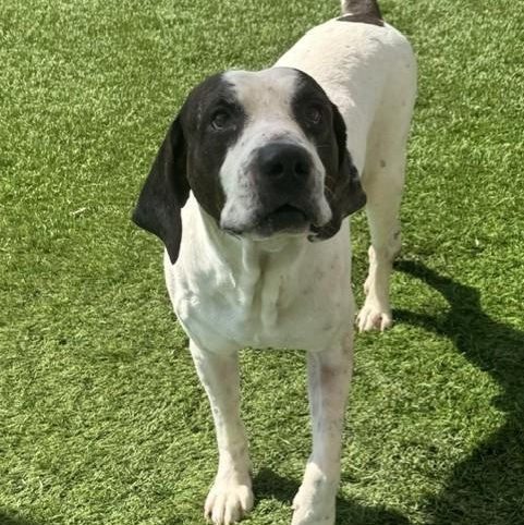 Moose, ADOPTABLE, Young Male English Pointer.
