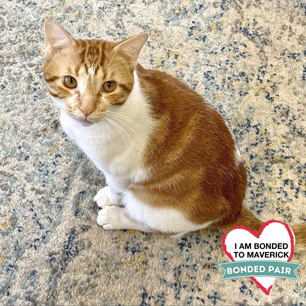 Leo, Adoptable, Adult Male Domestic Long Hair.