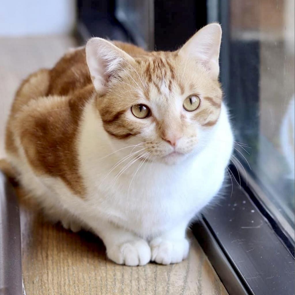 Enlarge Leo, a Adoptable Domestic Long Hair in Wheeling, IL image 2/6