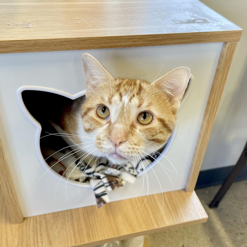 Enlarge Leo, a Adoptable Domestic Long Hair in Wheeling, IL image 3/6