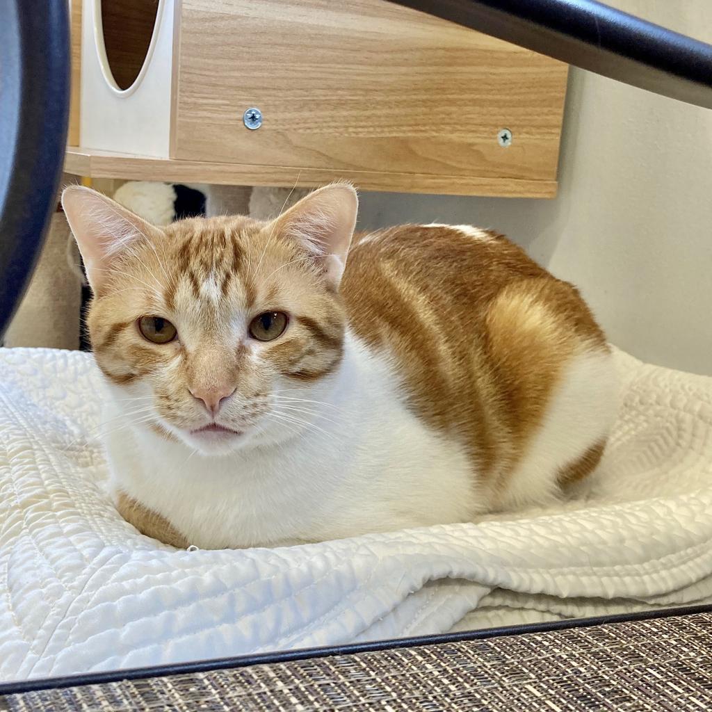 Enlarge Leo, a Adoptable Domestic Long Hair in Wheeling, IL image 4/6