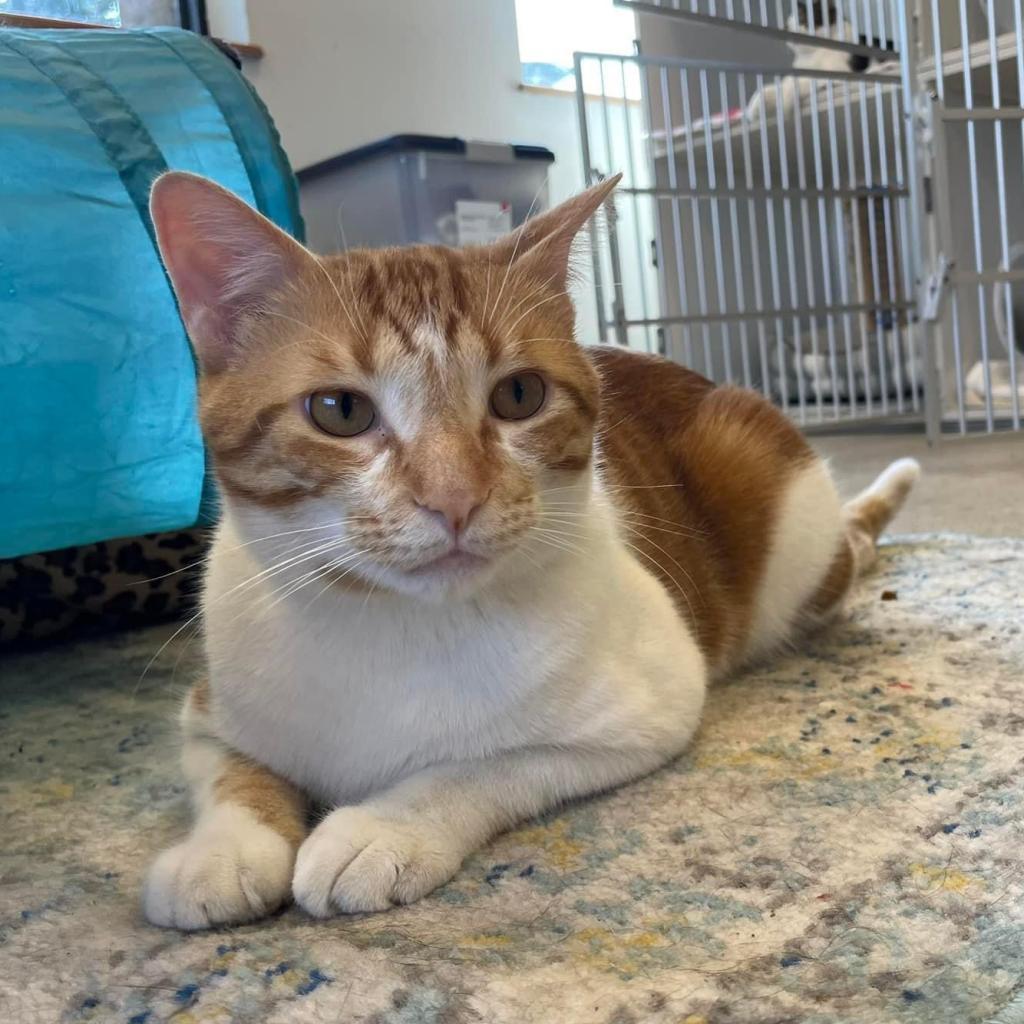 Enlarge Leo, a Adoptable Domestic Long Hair in Wheeling, IL image 5/6