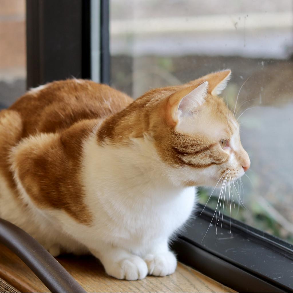 Enlarge Leo, a Adoptable Domestic Long Hair in Wheeling, IL image 6/6