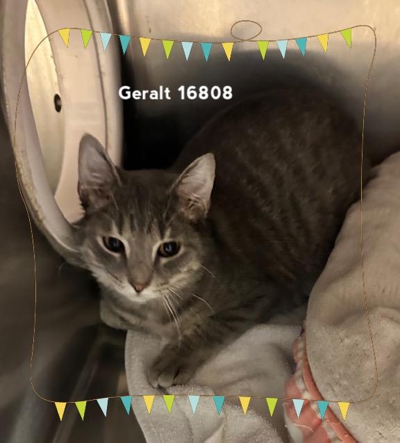 GERALT, adopted, Kitten Male Domestic Short Hair.