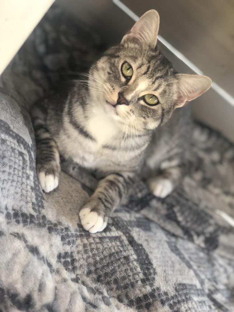 Frieza, Adoptable, Adult Male American Shorthair & Egyptian Mau.