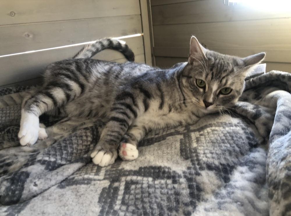 Enlarge Frieza, a Adoptable mixed breed in Lancaster, CA image 2/3