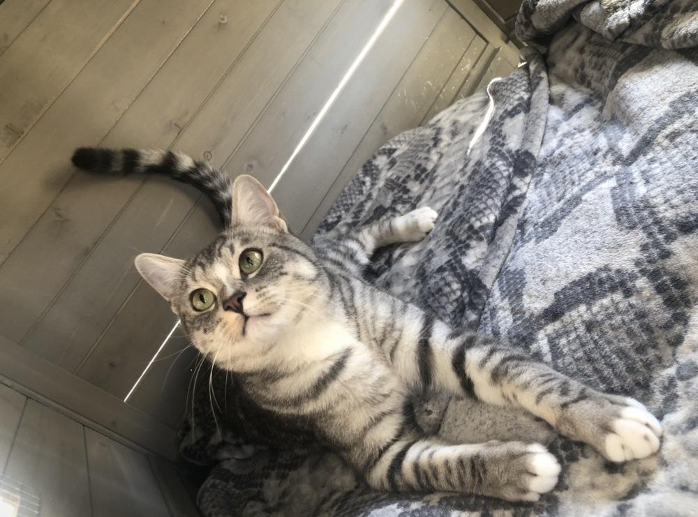 Enlarge Frieza, a Adoptable mixed breed in Lancaster, CA image 3/3