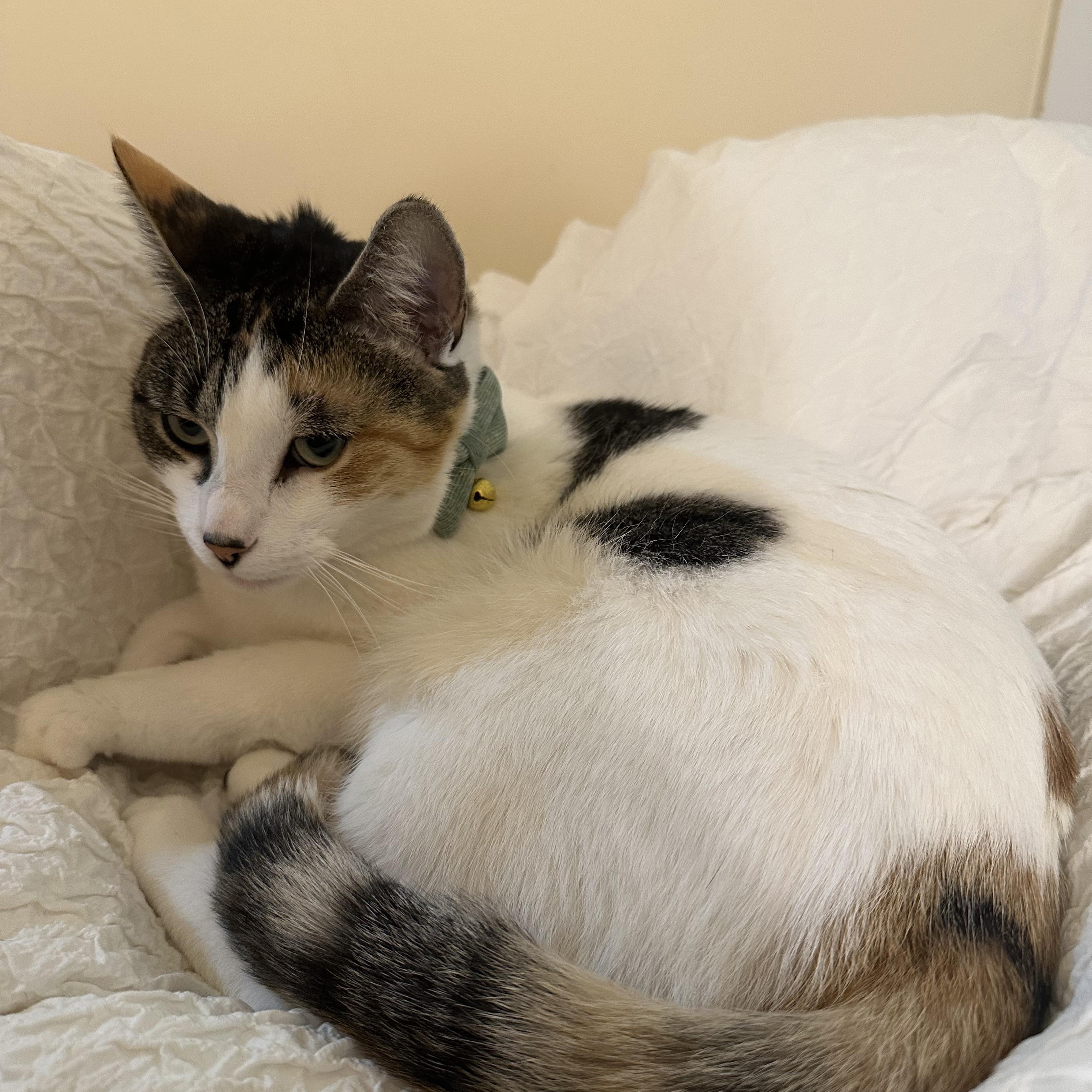 Enlarge Peanut, a ADOPTABLE Domestic Short Hair in BURNABY, BC image 1/1