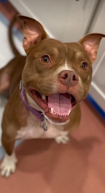 Enlarge Canelo, a ADOPTABLE Pit Bull Terrier in Studio City, CA image 1/3